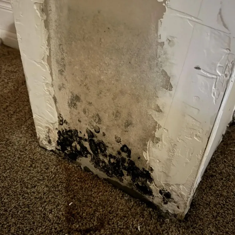 Professional Mold Removal in Lame Deer, MT